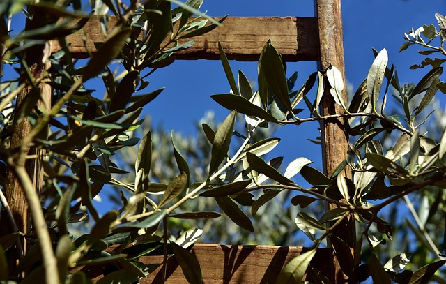 Anatolian Villas Wrapped in Warm Stone, Olive Trees, and Sea Air