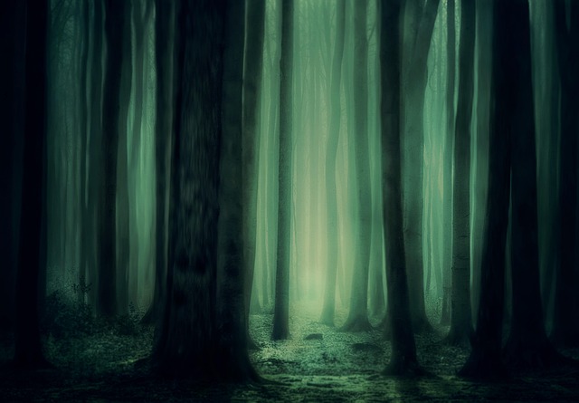 Ardennes woodland haven where deep silence becomes the central luxury