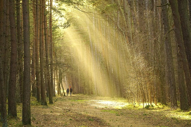 Atlantic-breeze routes in Arcachon for dune walks and pine-lined air