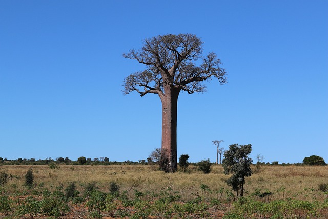 Baobab Villas in Madagascar for Exotic Warmth and Remote Beauty