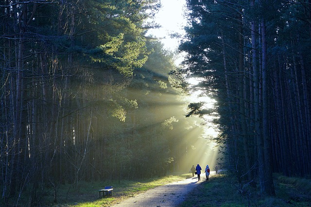 Cedar-cloud getaways in Taiwan for forest quiet and rain-washed air