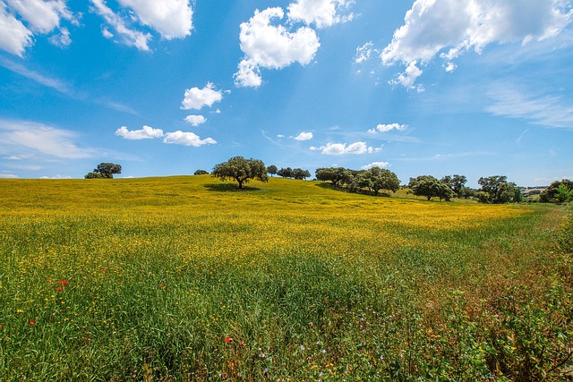 Cork-oak silence in Alentejo where golden fields stretch without hurry