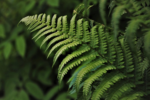 Deep green quiet in Brunei where rainforest edges the road