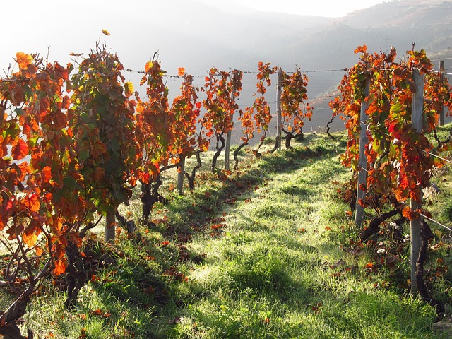 Douro Valley Vineyard Homes for Golden Afternoons and Wine-Country Peace