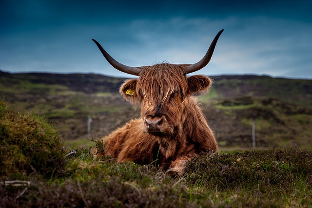 Highland Manor in Scotland with Moorland Drama and Firelit Rooms