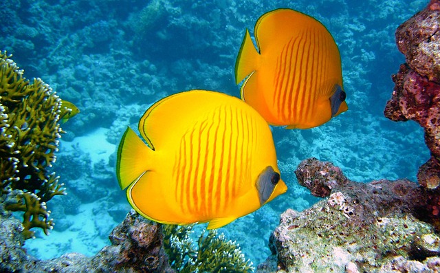 Jordan warm-water escapes for bright coral and easy leisure