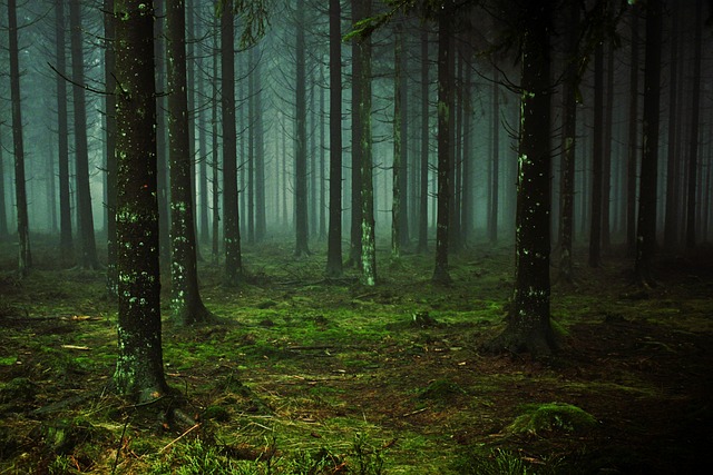 Latvian pine retreat with soft beaches and restorative quiet