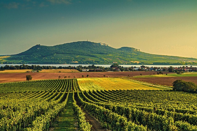 Long lunches in Moravia between vineyards and quiet village corners