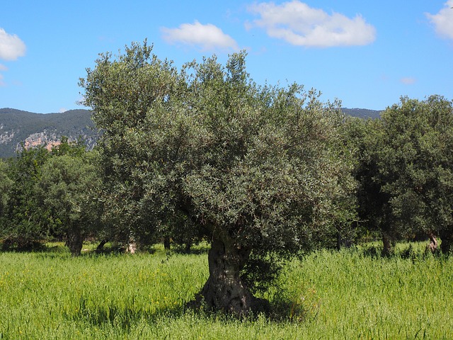 Mediterranean-light getaways in Mallorca for olive groves and sea-view pauses