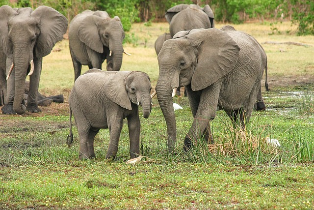 Okavango Villas That Make Wilderness Feel Tailored and Exclusive