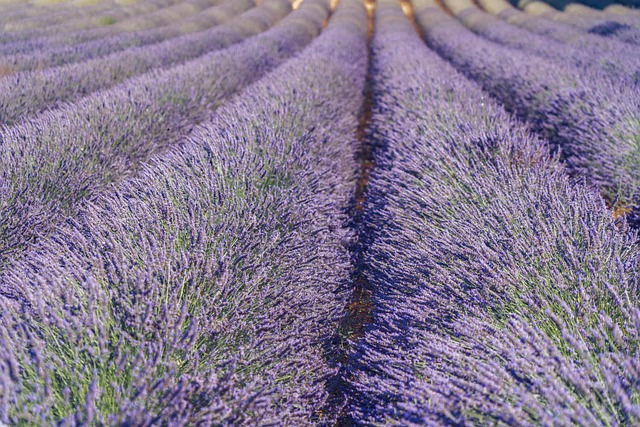 Provençal lavender drifts for village silence and hilltop views
