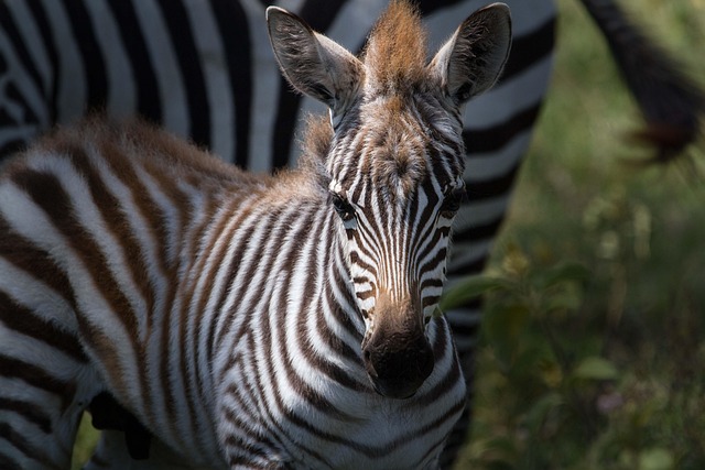 Safari-horizon drifts in East Africa for wildlife calm and open plains