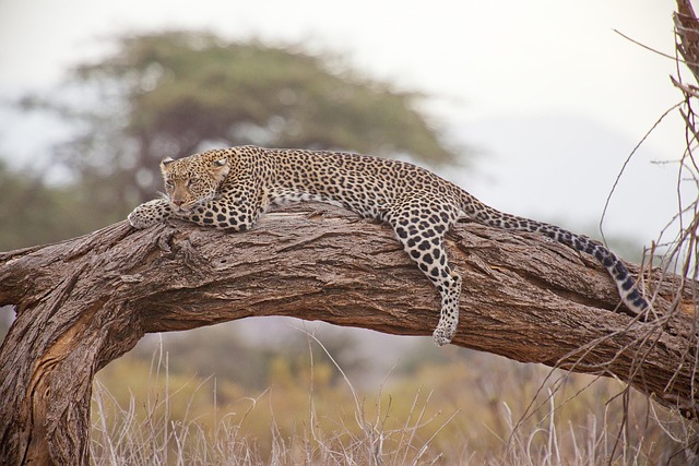 Safari-Side Estate in Kenya with Open Plains and Tailored Comfort
