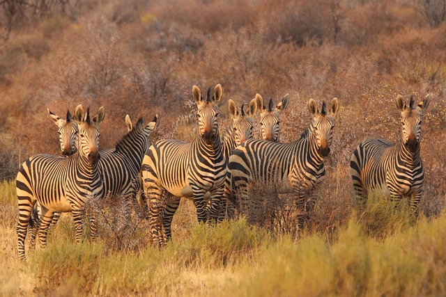 Safari-to-Sea Hotels in South Africa for Dramatic Contrast and Polish