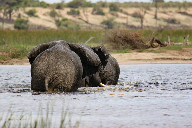 Safariwater travel through Botswana for river rhythm and wild calm