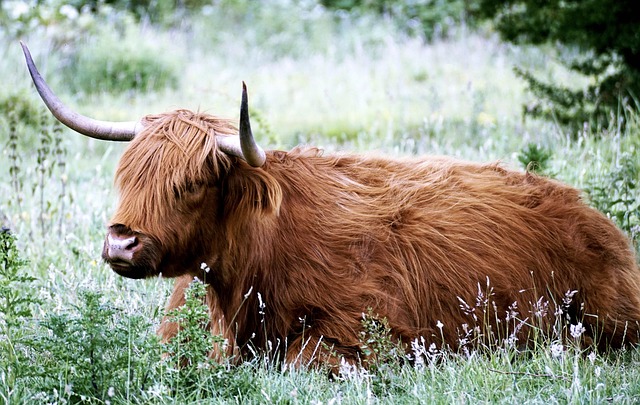 Scottish Highland sanctuaries for moorland stillness and scenic recovery