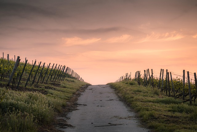 Tuscan Hideaways with Cypress Roads and Long Vineyard Afternoons