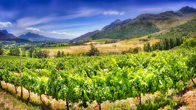 Vineyard-rich escapes in Stellenbosch for mountain views and long lunches