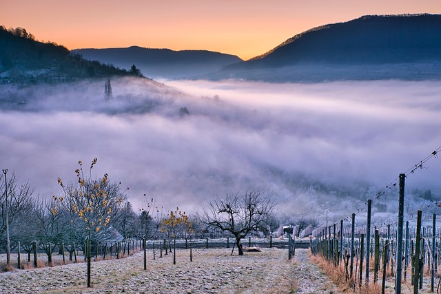 Vineyard warmth in Georgia where every table seems to face a valley