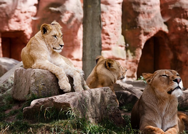 Wild-Proximity Kenya Hotels that keep adventure close and comfort closer
