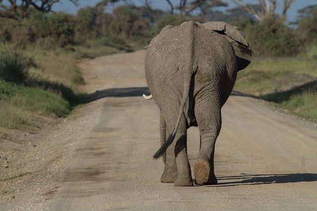 Wildlife stillness across East Africa where the horizon never seems to end