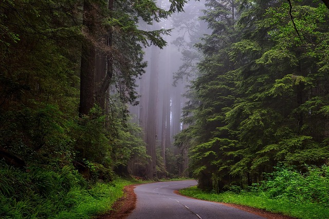 Zimbabwe misty haven for cool greenery and restorative privacy